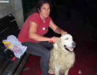 Красивых собак чаще забирают из приюта