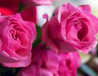 С днём рождения, Эмилия!