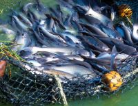 В Израиле приступают к спасению рыбы