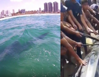 История одной акулы: как нежный гигант из Ашдода печально закончил путь у берегов Газы