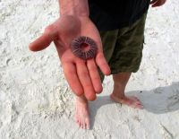 ЦСБ: 31% населения Израиля рискуют оказаться за чертой бедности