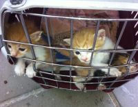 Государство выделяет миллионы на стерилизацию уличных кошек