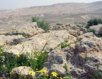 Негев прирастает городками в зелени с коттеджами