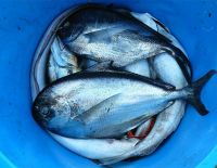 В Израиле снижаются таможенные сборы - какие продукты станут дешевле