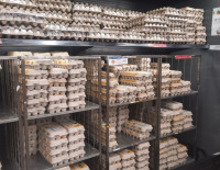 С 1 ноября в Израиле подорожают яйца