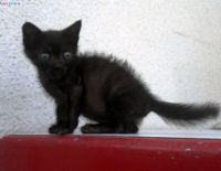 Добровольцы в собачьем приюте