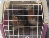 С заботой о котах и жителях