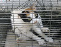 Снова кошка спасена