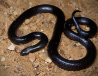 В Иорданской долине змея ужалила девушку, пострадавшая в тяжелом состоянии