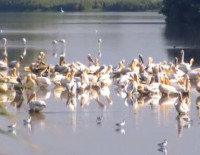 Великолепное представление природы: миллионы птиц мигрируют над долиной Хула