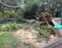 Зимний шторм в Израиле: зафиксированы отключения света из-за падения деревьев