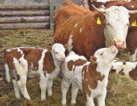 В Бразилии родились первые генетически модифицированные телята