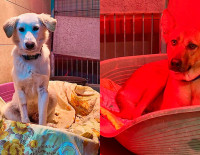 Муниципалитет Ашкелона заботится о своих четвероногих друзьях