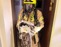 Пожар в Ашкелоне: спасены два кота