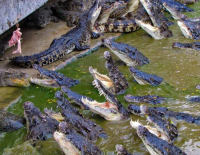 Владелец крокодильей фермы в Пацаэле подал иск к государству на 53 млн шекелей за убитых рептилий