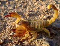 Летняя угроза: около 300 детей в год страдают от укусов скорпионов