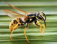 Мужчину укусила оса - он умер