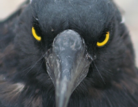 В Израиле участились случаи нападений ворон на людей