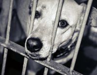 Акция, начатая в Израиле, охватила весь мир