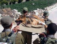 С начала боёв в Газе "Окец" потерял пятерых четвероногих бойцов