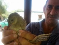 Ветеринары помогли птице