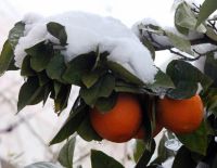 11 декабря в Израиль придёт "русская зима"