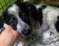 Израильтянин арестован за выложенное в интернет видео кошки и собаки