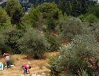 ККЛ предостерегает израильтян от походов в лес