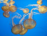 Медузы "пощадили" курорты Израиля и ушли в Сирию