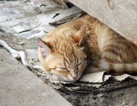 Мероприятие по стерилизации уличных кошек