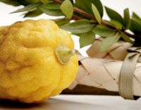 Приглашение на празднование Суккота