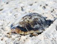 Ашкелонцы спасли черепаху