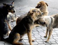 Бешеные собаки из Газы прорвались в Израиль