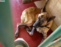 Дайте животным жить!