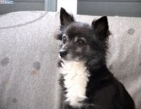 Им тоже страшно: как успокоить своих любимцев во время сирены?