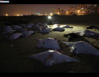 Нашествие скатов на сектор Газы: выловлены тысячи гигантских рыб