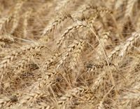 Полиция задержала поджигателя в районе Бейт-Шемеш