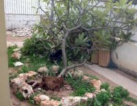 Последствия урагана