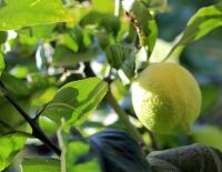 Спокойный шабат сменится бурей