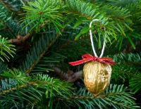 В Израиле открыта продажа новогодних ёлок