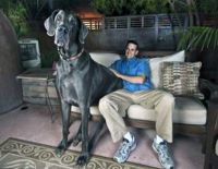 В США умер самый большой пёс в мире (видео)