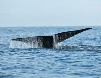 В Тель-Авиве серфингист чуть не столкнулся с китом