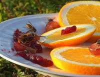 Как правильно вести себя при появлении осы: не махать руками и не убегать