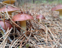 В Израиле начало грибного сезона - айда в лес