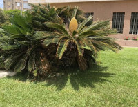 Внимание, яд! Почему на детских площадках в Израиле сажают токсичные растения