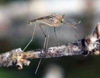 В Израиль вернулись смертельные комары